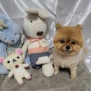 멍멍이컷 이미지