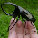 장수풍뎅이 [Rhinoceros beetle (Dynastinae)] 이미지