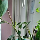 새순약국 이미지