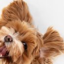 강아지꿈 이미지