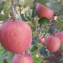 봉화산농장 이미지