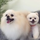 도블리펫 이미지