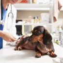 더봄동물병원 이미지