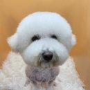 몽이애견미용 이미지