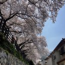 길천제2여자경로당 | [공지] 2026년 4월 부산 개금 벚꽃길 개화 상황. 주변 벚꽃길을 같이 보는 방법. 부산 벚꽃 명소. 카페...