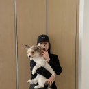 대구 펫 택시 이미지