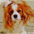 프란다스애견 이미지