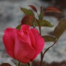 야생화편지 이미지