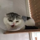 어니스트 동물병원 이미지