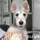 슈슈 이미지