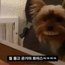 틀니
