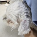 한나동물병원 이미지