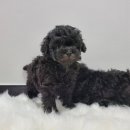 장군켄넬 네이버블로그