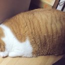 뽑기의민족 이미지