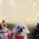 강릉애견하우스 이미지