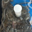 유정낙지마을 이미지