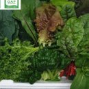 새싹농장 이미지