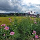 코스모스농원 이미지