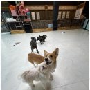 행복한 하루 | 천안애견장기호텔 반려견이 행복한 하루를 보낸 노케이지 후기