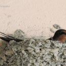 제비2리 이미지