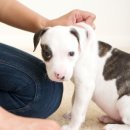 영등포 우신종합 동물병원 이미지