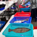 [서천자연산광어도미축제] 3년 연속 방문 후기 🐟마량항축제에서 광어회 먹고 유튜버도 만났어요!