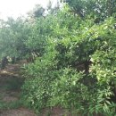 여주-0462 이미지