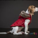 [<b>펫츠비</b>(패딩박스) 북극패딩] 강아지옷 패딩 비글 굴비 피팅기