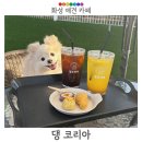 현대기아로 | 화성 가볼만한 곳 300평 야외운동장 애견카페 댕코리아 솔직후기