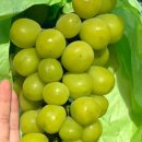 천우 농장 이미지