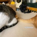 도도염소탕속초점 | 7월 4주차 일상. .!