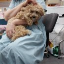 꿀강아지 테리하우스 이미지