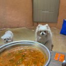 에디슨치킨문경점 | 강아지랑 두번째 문경 나들이 🍒 | 문경애견동반펜션