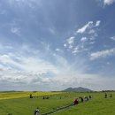 전북푸른학교 | 고창 청보리밭 축제 후기 유채꽃 풍경 주차 셔틀버스 공연 체험 총정리