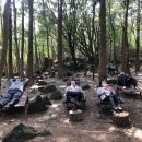 치유의 숲 이미지