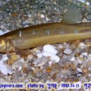 어류도감 이미지