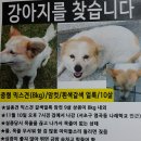 (서울서초구)흰색갈색얼룩 8kg 믹스견 암컷 상큼이 찾아요 이미지