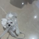 견생냥품 무인24시 남양주다산역점 이미지