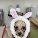 아멜리몽 이미지