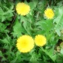 민들래농원 이미지