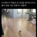 돼지생각 이미지