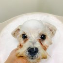 알로하 강아지유치원 호텔 이미지