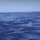 바다 낚시중 잡힌 대왕오징어 이미지