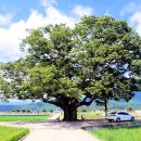 느티나무 이미지