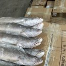 아프리카수산 | [싱싱한 이야기 #28] 기니산 뾰족민어(영상가이석태) 13.5KG M,2P,3P 검품후기