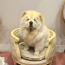 메르시 동물병원 이미지