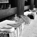 가야금 (B) 이미지