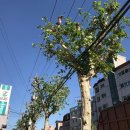 댕강댕강 이미지