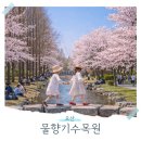 경기도 동탄 오산 벚꽃명소 추천 물향기수목원 나만따라와!