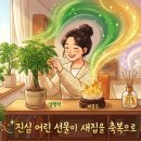 금전수아로마